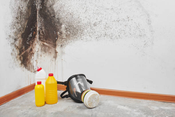 Certified Mold Removal in Victoria, TX