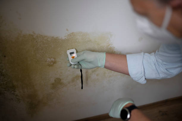 Best Mold Damage Repair  in Victoria, TX