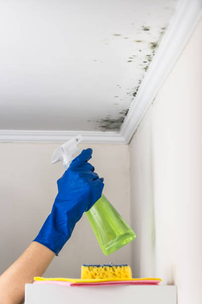 Best Affordable Mold Removal  in Victoria, TX