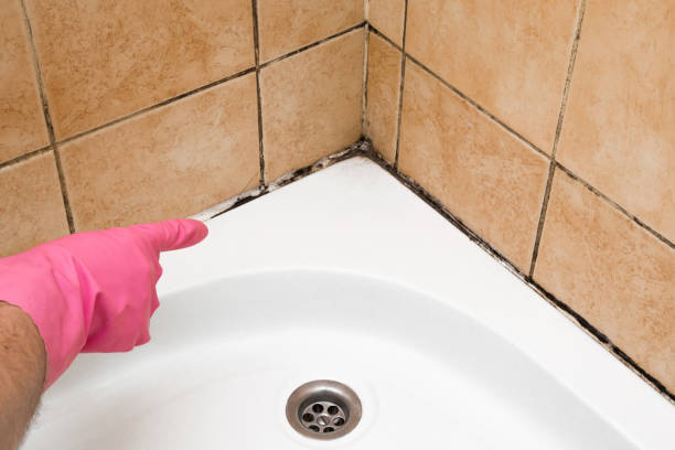 Mold Removal and Inspection in Victoria, TX