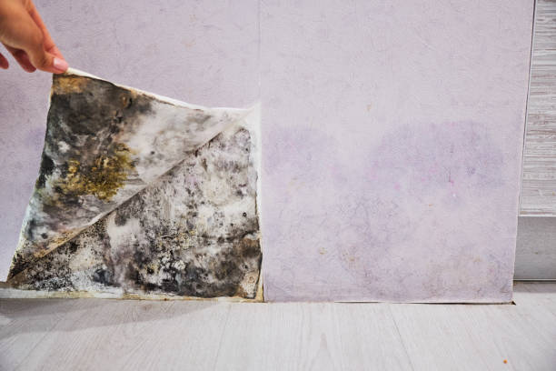 Best Office Mold Removal Services  in Victoria, TX